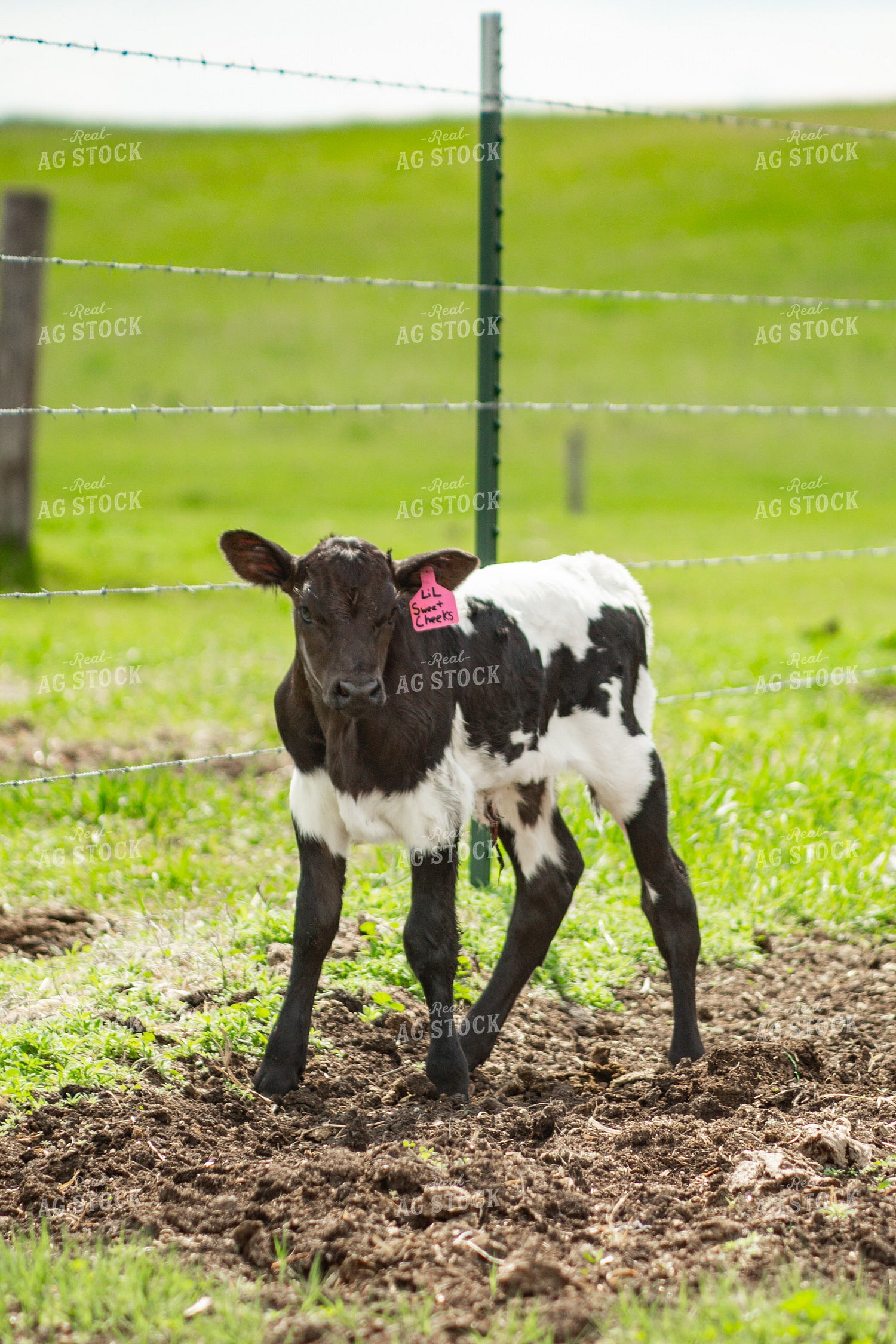 Longhorn Cow Calf Pair 155496