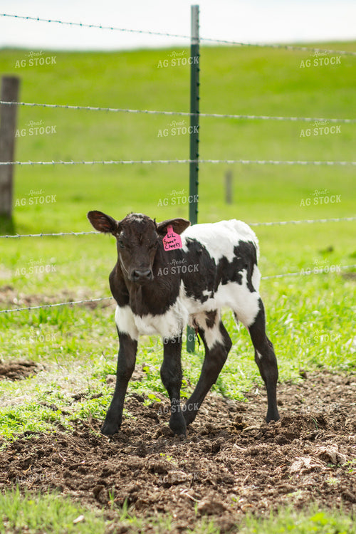 Longhorn Cow Calf Pair 155496