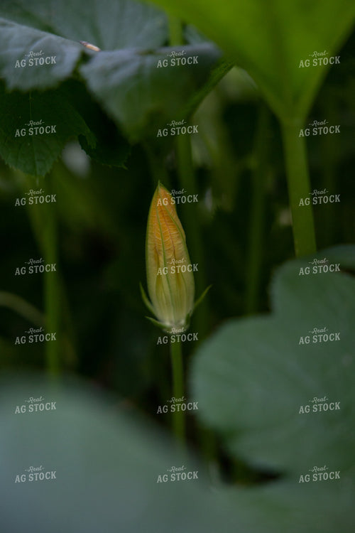 Tomato Blossom 52528