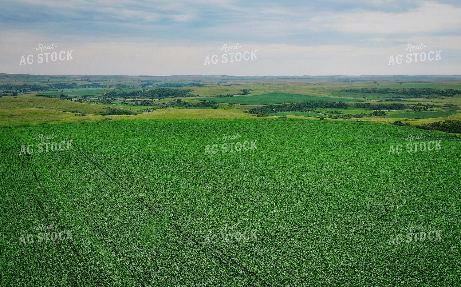 Aerial of Corn Field 141666
