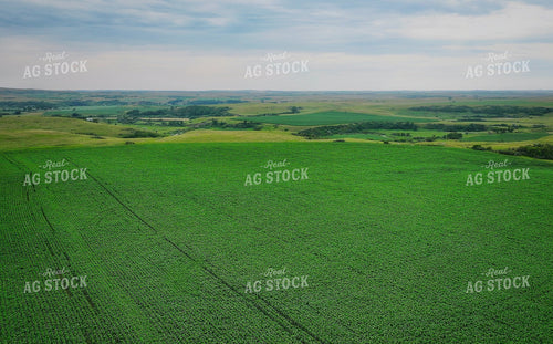 Aerial of Corn Field 141666