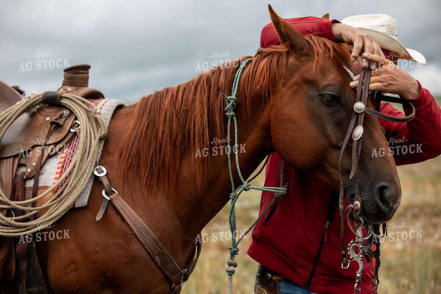 Putting Bridle on Horse 304072