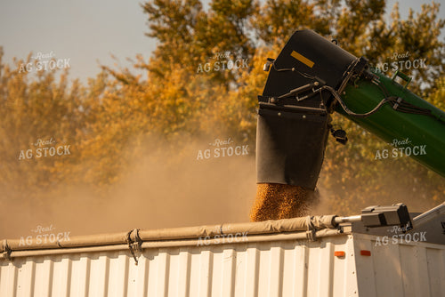 Soybean Harvest 274040