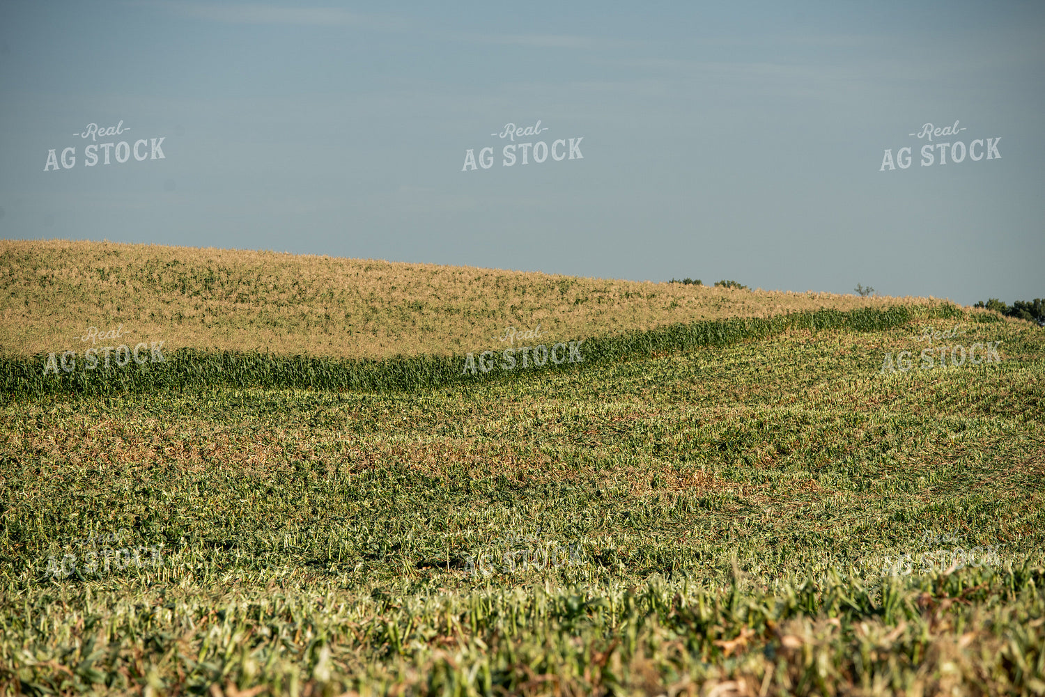 Cut Sweet Corn Field 76639