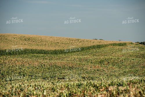 Cut Sweet Corn Field 76639