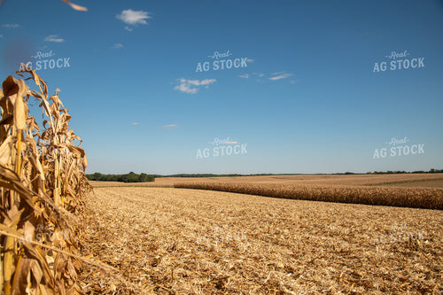 Dried Corn Waiting to be Harvested on a Sunny Day 25916