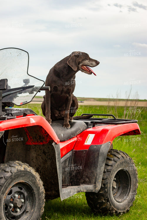 Farm Dog on Four-Wheeler 155196