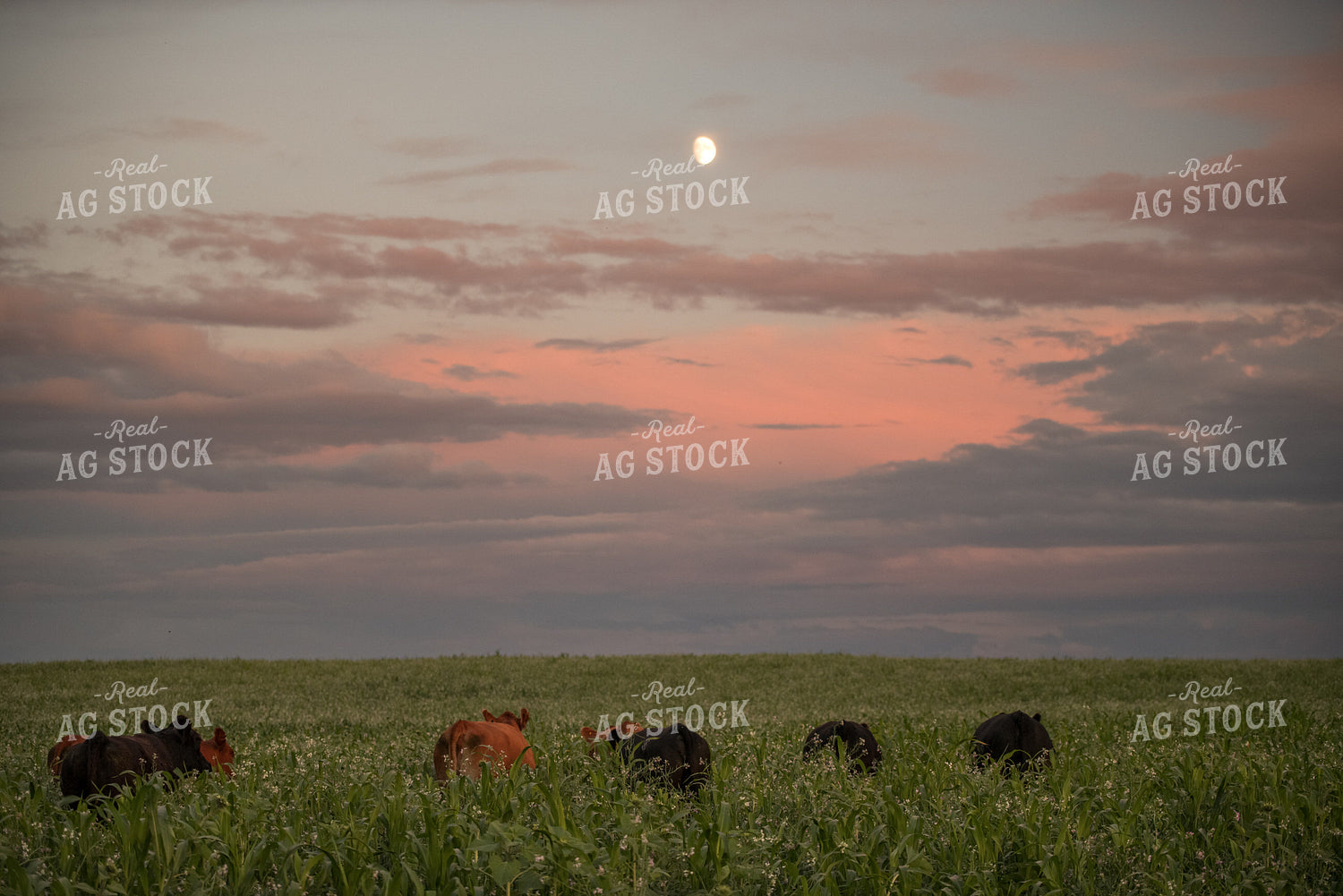 Cattle in Pasture at Sunset 76627