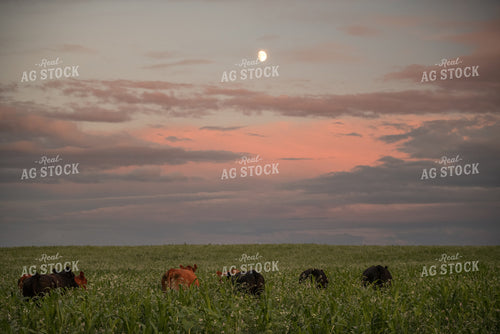 Cattle in Pasture at Sunset 76627