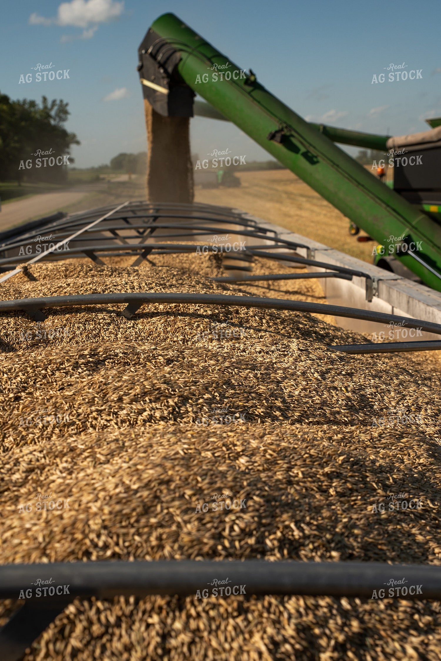 Harvested Oats Loaded into Semi 76082