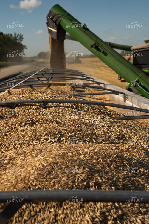 Harvested Oats Loaded into Semi 76082