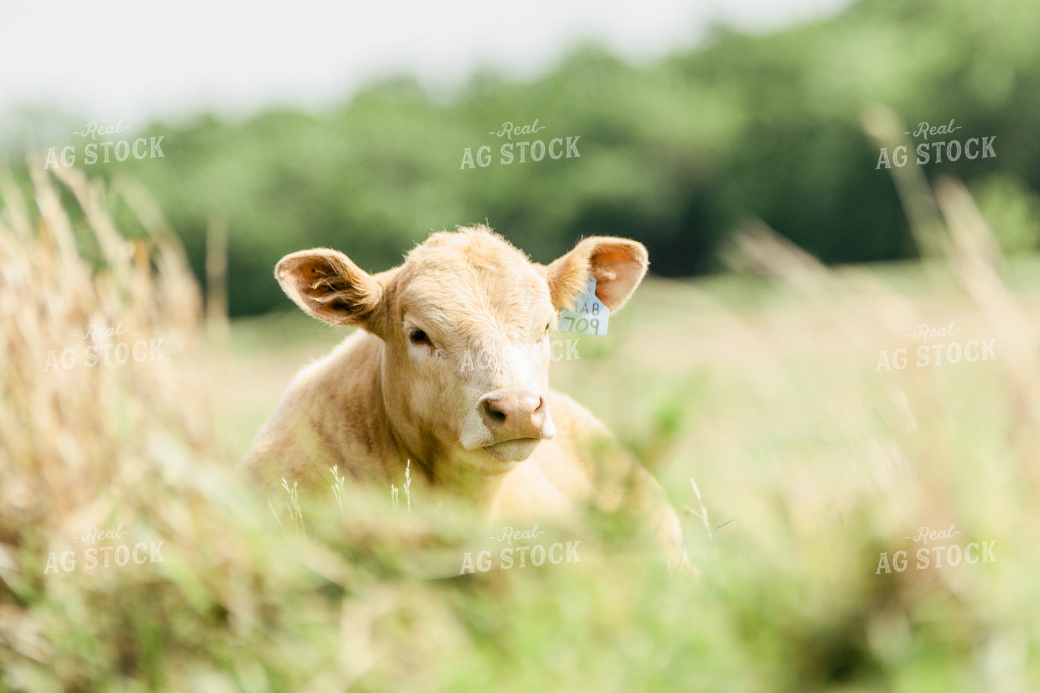 Cow in Pasture 131014