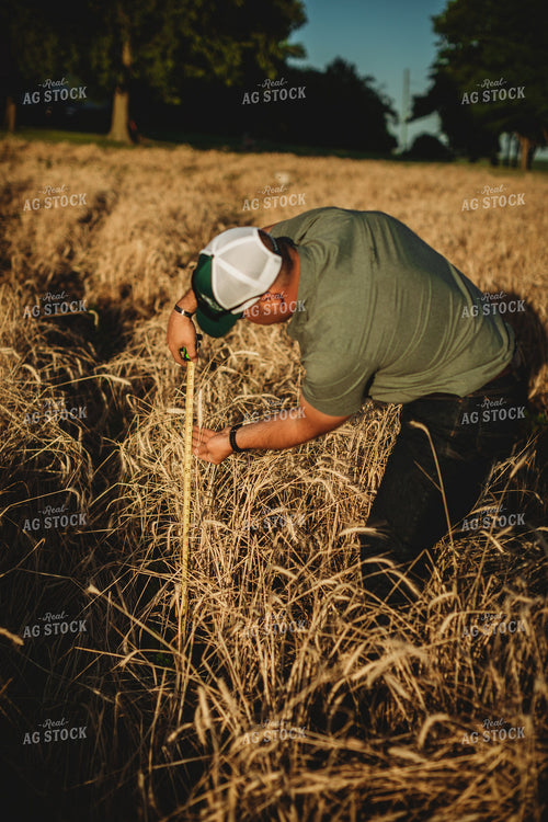 Farmer Agronomist with Tape Measure in Soybean and Rye Cover Crop Field 5860