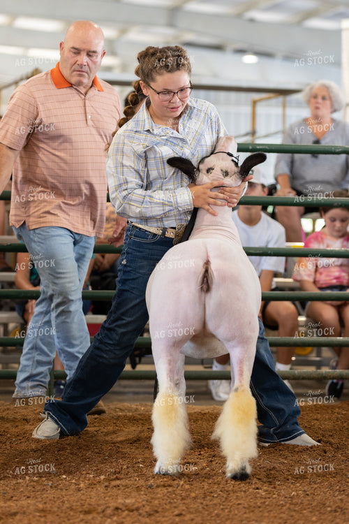 Farm Kid Showing Sheep 52504