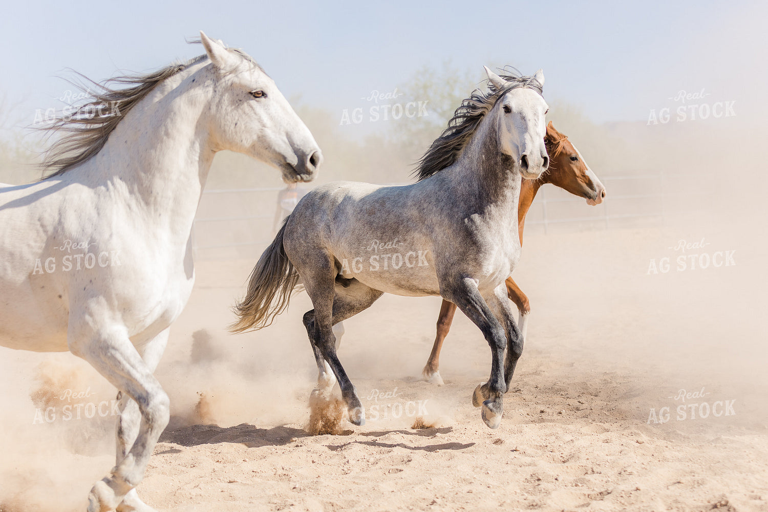 Horses 184029