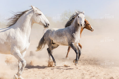 Horses 184029