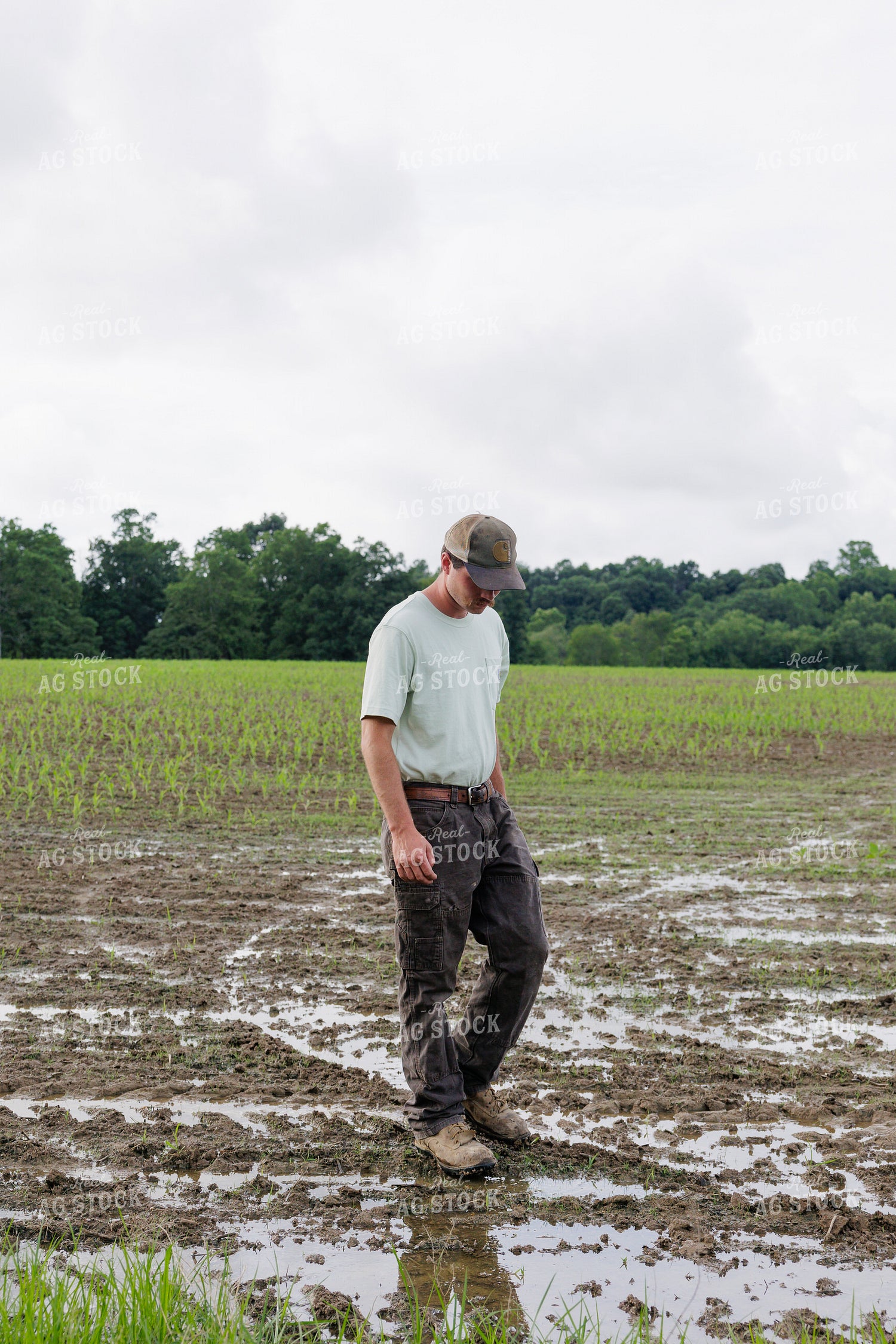 Farmer Scouting Wet Corn Field 295018