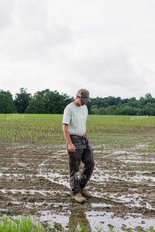 Farmer Scouting Wet Corn Field 295018