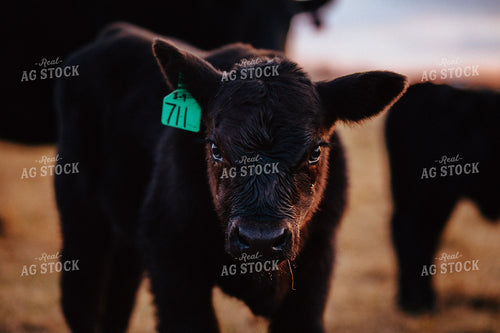 Angus Calf 53002