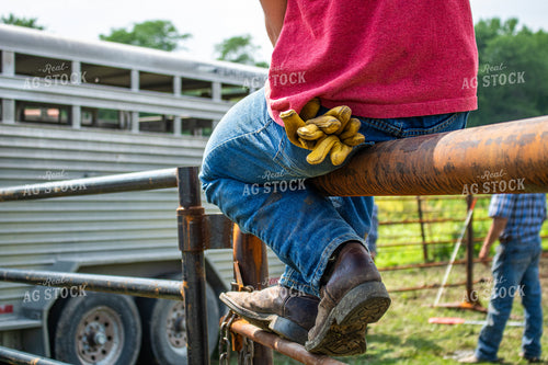 Ranchers Working Cattle 214223