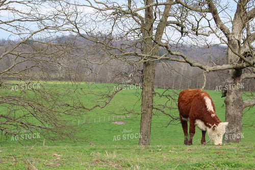Hereford Cow 52014