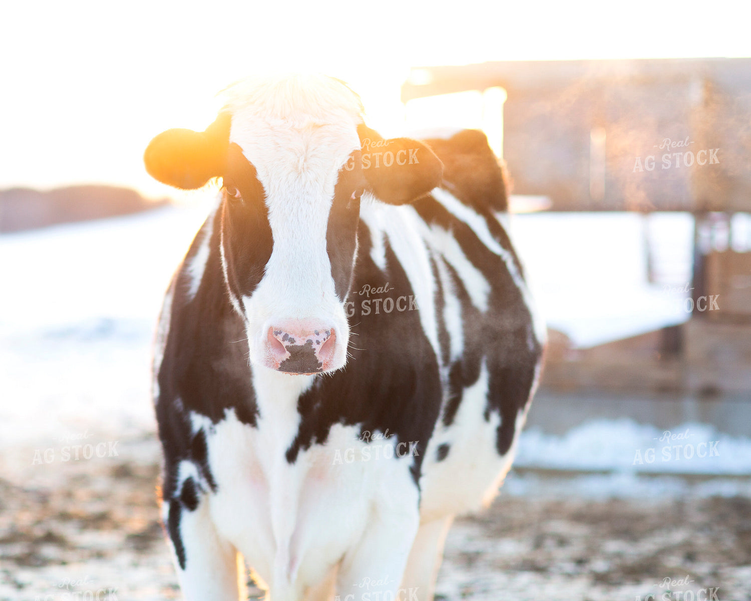 Holstein Cattle 55234