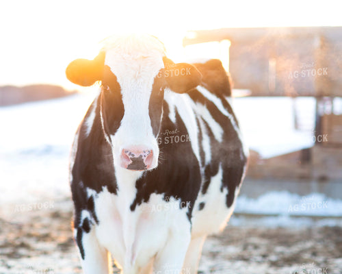 Holstein Cattle 55234