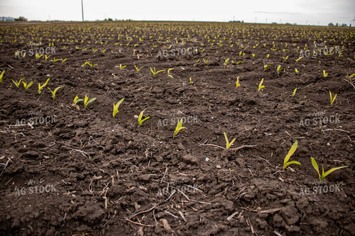 V1 Early Stage Corn 67084