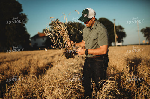 Farmer Agronomist Holding Soil in Soybean and Rye Cover Crop Field 5849