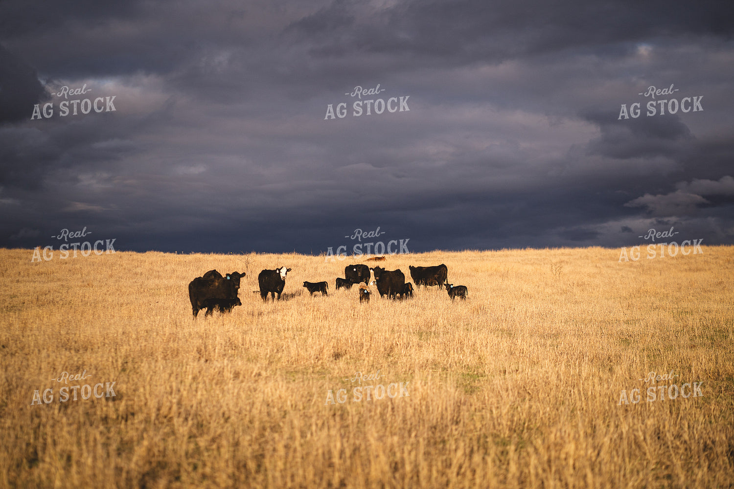 Angus Cattle in Pasture with Storm Clouds 196154