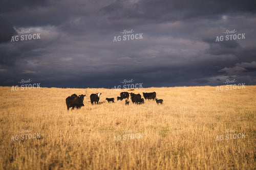 Angus Cattle in Pasture with Storm Clouds 196154