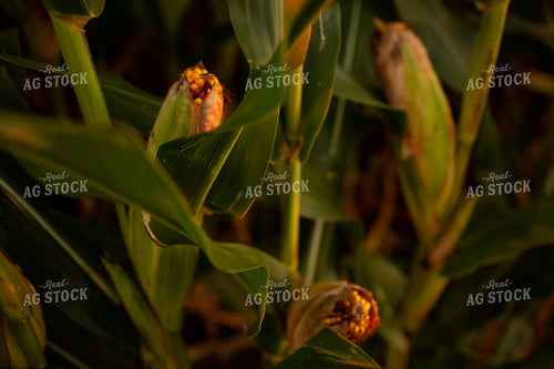 Corn - Mid-Season 2336