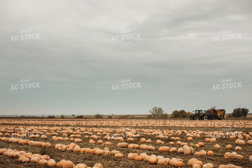 Food Pumpkin Harvest 3563