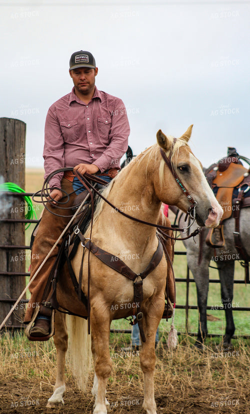 Sorting Cattle on Horseback 237031