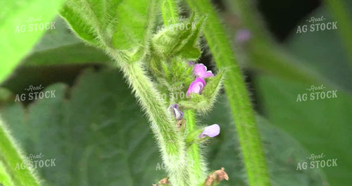 Soybean Flowers 156067