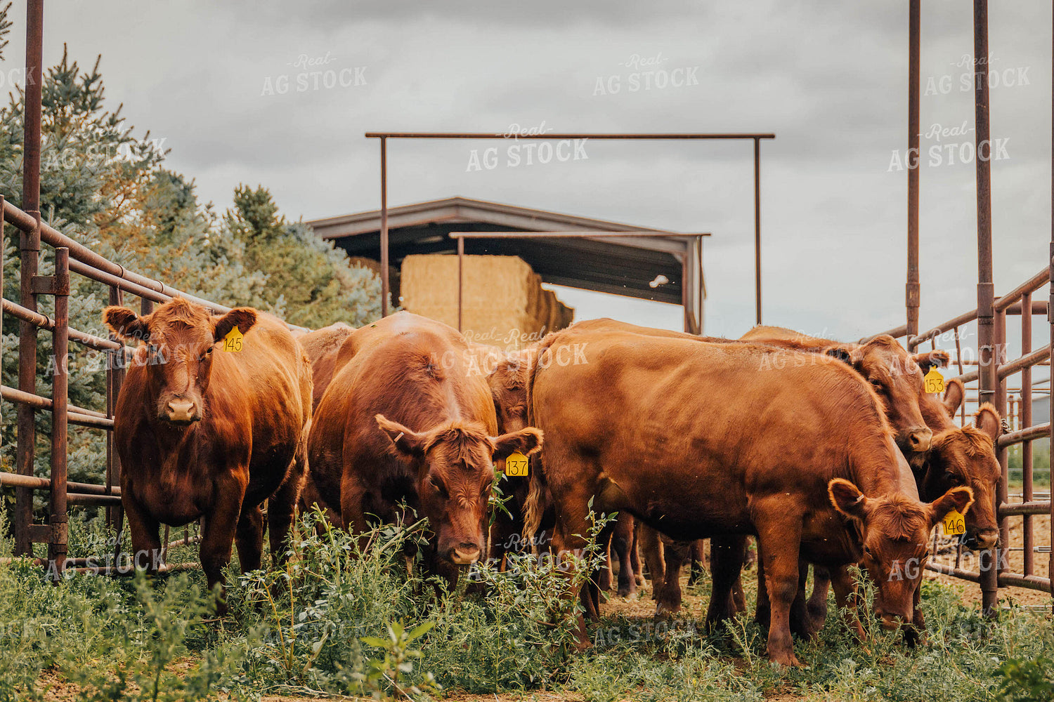 Angus Cattle in Farmyard 97060