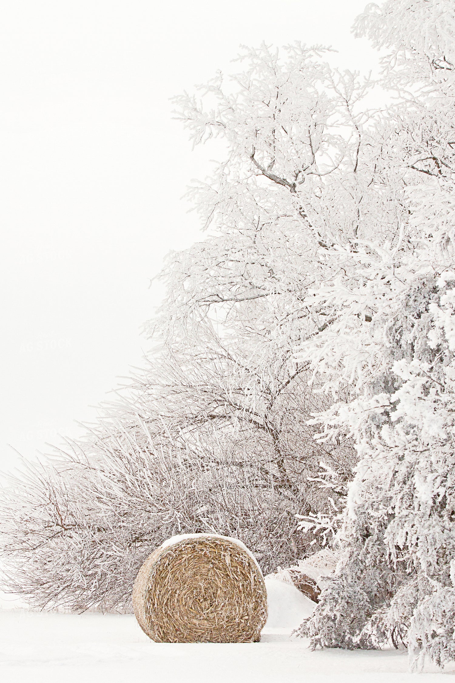 Hay Bale in Winter 150018