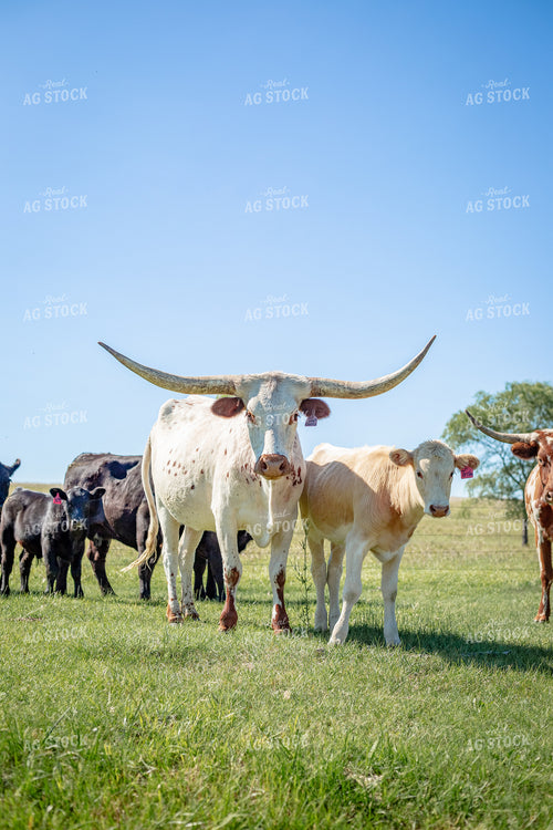 Longhorn Cattle Cow Calf Pair 155307