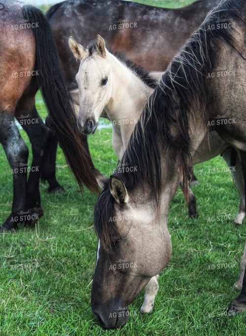 Horses 141282