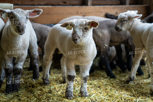 Curious Lambs Standing in a Barnyard Surrounded by Straw and Wooden Walls 65329