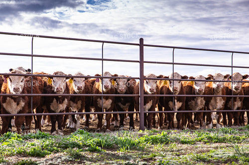 Hereford Cattle Along Fence in Lot 81130