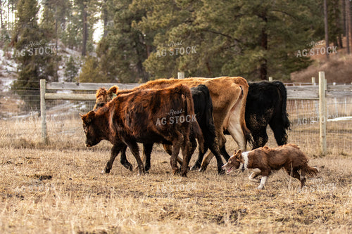 Herding Dog Working Cattle 188087