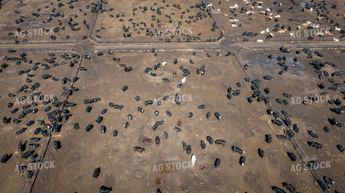 Cattle Feedlot Drone 56437