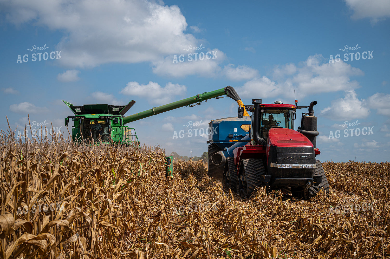 Corn Harvest 149144