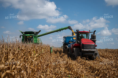 Corn Harvest 149144