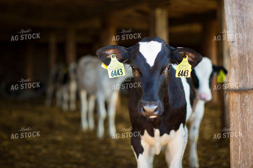 Holstein Cow in Barn 55150