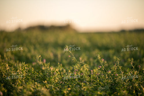 Alfalfa 76492