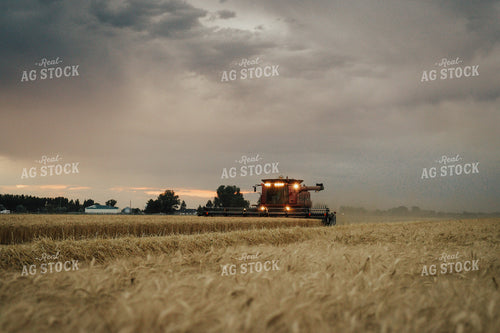 Wheat Harvest 83121