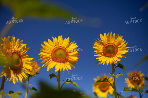 Sunflowers 2086