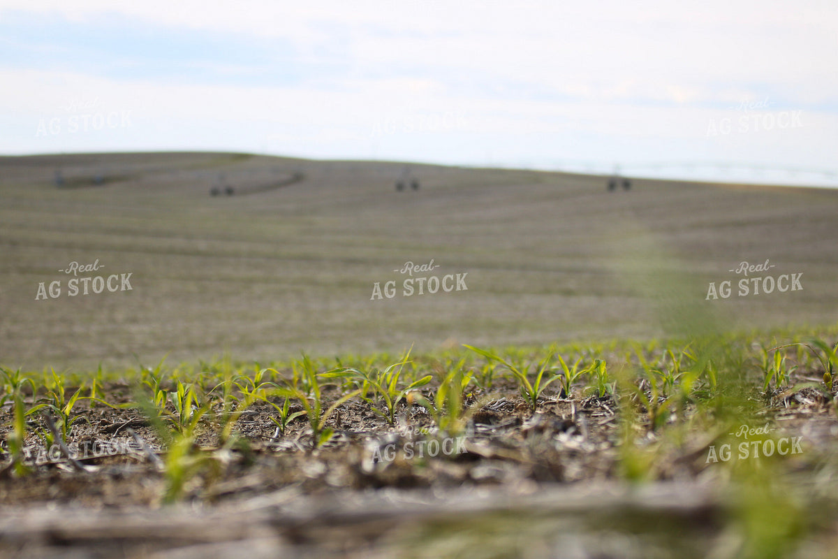 Early Growth Corn Field 82534